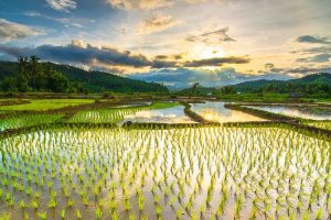 Produk Pengurang Pestisida Jadi Solusi Pertanian Berkelanjutan