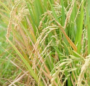 Rice