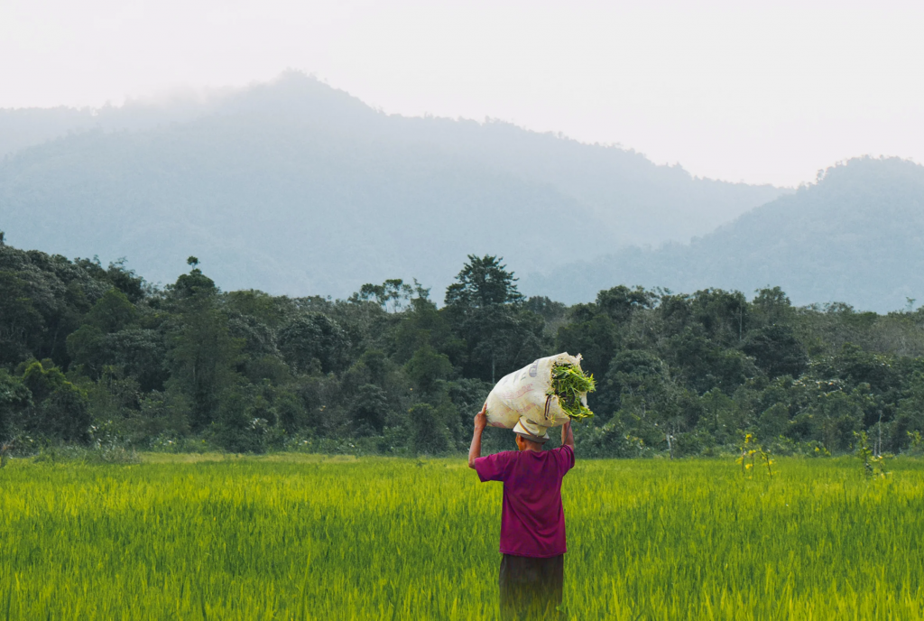 Can organic farming be scaled to feed Asia?